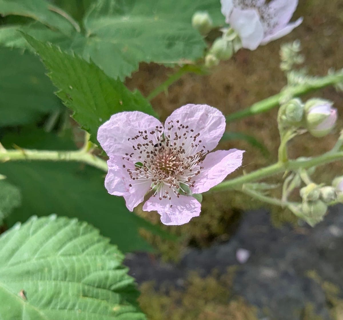 A pale blackberry blossom opening among green leaves