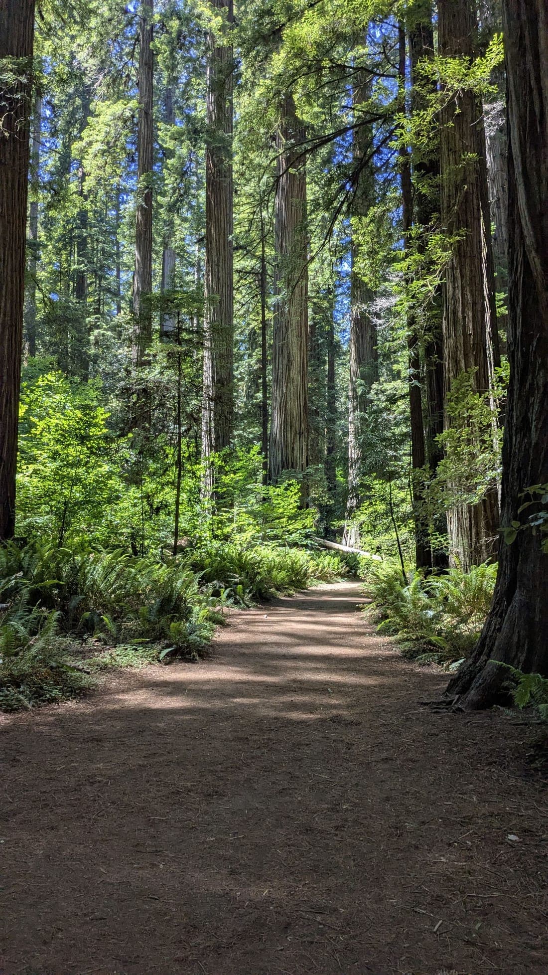 A sunlit path winding through towering old-growth redwoods